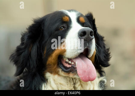 Berner Sennenhund Stockfoto