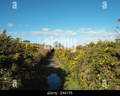 Suffolk Coast Path, Sizewell to Thorpe Ness and Aldeburgh Circular Walk, Suffolk, England, Großbritannien Stockfoto