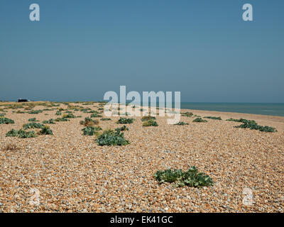 Dungeness Kiesstrand mit Seakalenpflanze wächst zwischen den Kieselsteinen, Dungeness, Romney Marsh, Kent, England, Vereinigtes Königreich Stockfoto