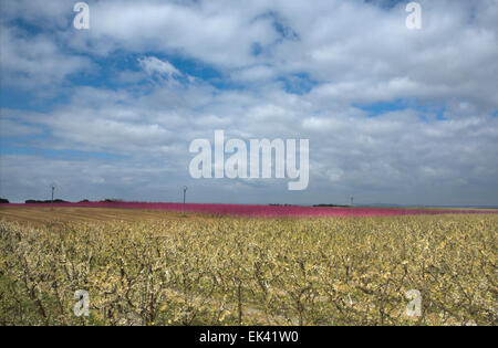 Blühender Baum im Feld Hintergrund des Himmels Cludy, Badajoz, Spanien Stockfoto