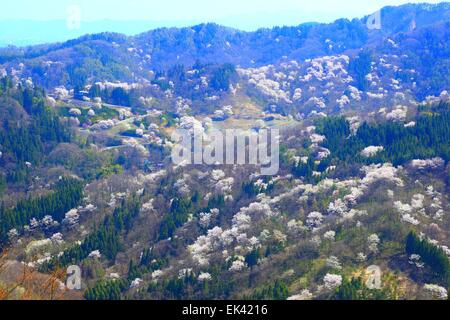 Prunus Sargentii, Rikugou-Ousenkyo, Nagano, Japan Stockfoto