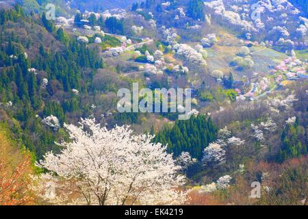 Prunus Sargentii, Rikugou-Ousenkyo, Nagano, Japan Stockfoto