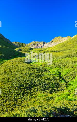 Südalpen Mt. Senjougatake, Yamanashi, Japan Stockfoto