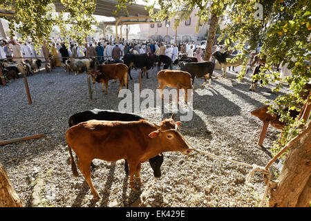 Tiere zum Verkauf an tierischen Wochenmarkt in Nizwa, Oman Stockfoto