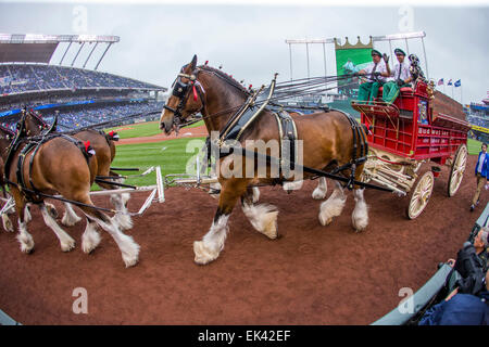 Kansas City, USA. 6. April 2015. Die St. Louis Budweiser Clydesdales Straße um die Warnung vor dem Eröffnungstag der MLB-Spiel zwischen den Chicago White Sox und die Kansas City Royals im Kauffman Stadium in Kansas City MO Kredit verfolgen: Cal Sport Media/Alamy Live News Stockfoto