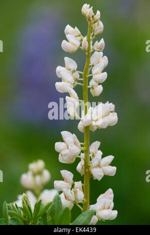 Lupine, Lake-Clark-Nationalpark, Alaska. Stockfoto