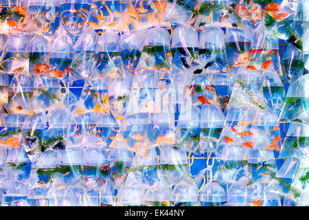 Aquarium Fisch in Plastiktüten zum Verkauf in der Goldfish Market in Mong Kok, Hong Kong angezeigt. Stockfoto