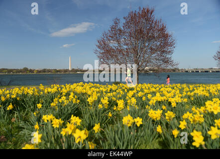 Washington, USA. 6. April 2015. Eine Frau läuft durch Narzissen entlang des Potomac River in Washington, DC, USA, 6. April 2015. © Yin Bogu/Xinhua/Alamy Live-Nachrichten Stockfoto