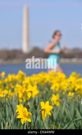 Washington, USA. 6. April 2015. Eine Frau läuft durch Narzissen entlang des Potomac River in Washington, DC, USA, 6. April 2015. © Yin Bogu/Xinhua/Alamy Live-Nachrichten Stockfoto