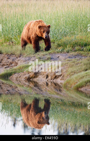 Braun / Grizzly Bear Lake-Clark-Nationalpark, Alaska Stockfoto