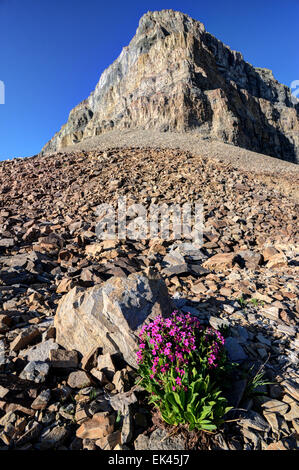 Wildblumen leuchten in der Morgensonne unter Gipfel des Mount Timpanogos - Wasatch Mountains - Utah Stockfoto