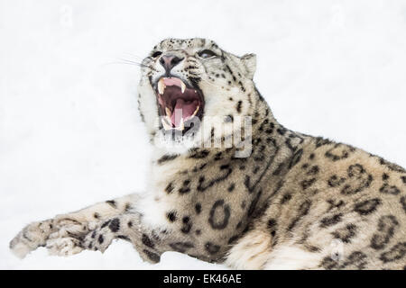 3/4 Portrait knurrend Snow Leopard im Schnee Stockfoto