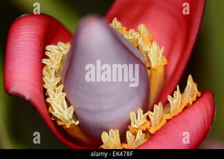 Banane Blume Nahaufnahme Stockfoto
