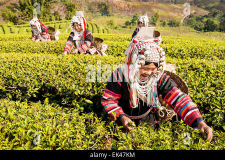 Akha Hügel Stamm Frauen Tee in Doi Mae Salong in Nord-Thailand. Stockfoto