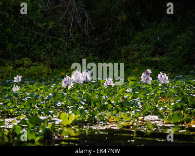 Wasserhyazinthe (Eichhornia Crassipes) Blüte in einem Fluss in der Nähe von Sauraha, Chitwan, Nepal Stockfoto