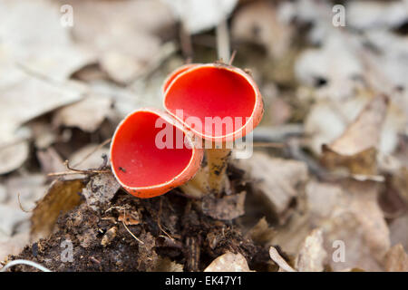 Pilze Sarcoscypha Austriaca - rote Pilze im Wald, allgemein bekannt als der scharlachrote Elf cup Stockfoto