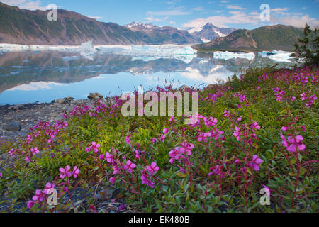 Bär Gletscherlagune, Kenai Fjords National Park, in der Nähe von Seward, Alaska. Stockfoto