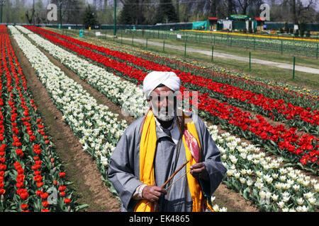 Srinagar, Kaschmir. 6. April 2015. SRINAGAR, Kaschmir, Indien - APRIL 6: Kashmiri Künstler treten auf Asiens größter Tulpe Garten am Ufer des Dal-See in Srinagar, die Sommerhauptstadt des indischen verabreicht Kaschmir am April 06, 2015 Tulpenfest in Srinagar nach Hauptminister von Jammu und Kaschmir Mufti Muhammad Sayed Innuagrated beginnt das Festival am frühen Morgen und der Garten offen für Touristen am Montag April ausgelöst wurde 06,2015 Credit : Live-Nachrichten NISARGMEDIA/Alamy Stockfoto