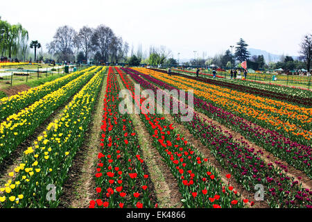 Srinagar, Kaschmir. 6. April 2015. SRINAGAR, Kaschmir, Indien - APRIL 6: Tulpen sind in voller Blüte auf Asiens größter Tulpe Garten am Ufer des Dal-See in Srinagar, der Sommerhauptstadt des indischen verwalteten Kaschmir am 06 April 2015 gesehen. (Tulpenfest beginnt in Srinagar nach Hauptminister von Jammu und Kaschmir Mufti Muhammad Sayed Innuagrated das Festival am frühen Morgen und der Garten wurde für Touristen geöffnet am Montag April 06,2015 Credit: NISARGMEDIA/Alamy Live News Stockfoto