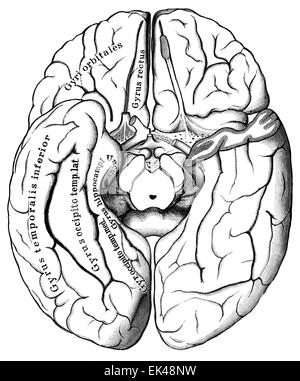 Das menschliche Gehirn von unten gesehen, Stockfoto