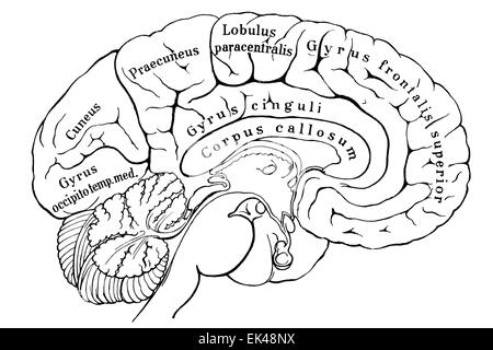 Abschnitt der linken Hemisphäre des menschlichen Großhirns Stockfoto