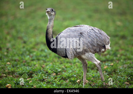 Utecht, Deutschland. 27. März 2015. Eine wilde Rhea ernährt sich von einem Raps Feld nahe Utecht, Deutschland, 27. März 2015. Eine aktuelle Zählung der wilden Nandus zeigte, dass erweitern sie ihren Lebensraum. Rund 140 Nandus, die ihrem ursprünglichen Lebensraum in Südamerika wurden beobachtet. Die Tiere flohen aus Schweinefreilandhaltung in der Nähe von Lübeck im Jahr 2000, bevorzugen offene Landschaften und weiterleben Spielkiste von Feldern und Wiesen. Foto: JENS Büttner/Dpa/Alamy Live News Stockfoto