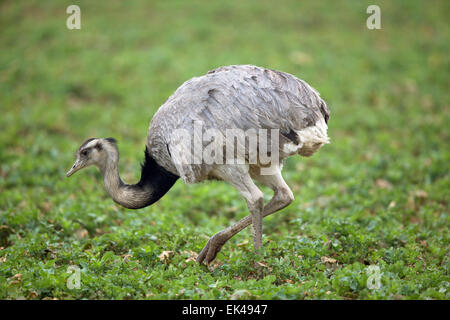 Utecht, Deutschland. 27. März 2015. Eine wilde Rhea ernährt sich von einem Raps Feld nahe Utecht, Deutschland, 27. März 2015. Eine aktuelle Zählung der wilden Nandus zeigte, dass erweitern sie ihren Lebensraum. Rund 140 Nandus, die ihrem ursprünglichen Lebensraum in Südamerika wurden beobachtet. Die Tiere flohen aus Schweinefreilandhaltung in der Nähe von Lübeck im Jahr 2000, bevorzugen offene Landschaften und weiterleben Spielkiste von Feldern und Wiesen. Foto: JENS Büttner/Dpa/Alamy Live News Stockfoto