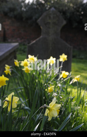 Narzissen, St. James Kirche,Cray, Foots Cray Wiesen, Sidcup, Kent.DE Stockfoto