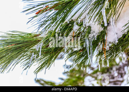 Nahaufnahme der Kiefer lässt sich im Schnee. Fotografiert an der Odem Forest, Golanhöhen, Israel Stockfoto
