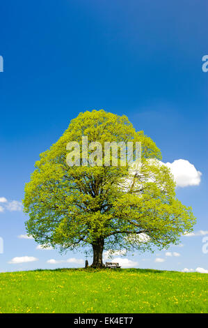 einzigen großen Lindenbaum im Frühjahr in Bayern, Deutschland Stockfoto