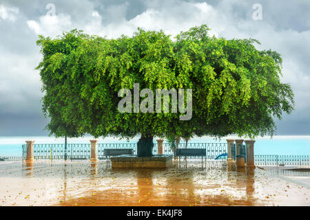 Lustige Form des grünen Baum am Ufer in Sizilien. Stockfoto