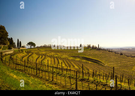 Weinberge von Italien im zeitigen Frühjahr an einem sonnigen Nachmittag Stockfoto