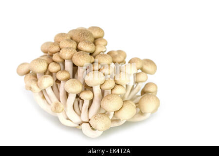 Braun Buche Pilze oder Shimeji Pilze isolierten auf weißen Hintergrund Stockfoto