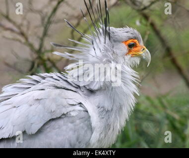 Afrikanischer Sekretär (Sagittarius Serpentarius) Vogel Nahaufnahme des Kopfes Stockfoto
