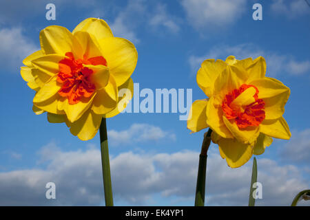 Narzisse Narcissus Crowndale 4YO mit ihren leuchtenden gelben doppelte Blüten mit leuchtend orange Corona Segmenten Stockfoto