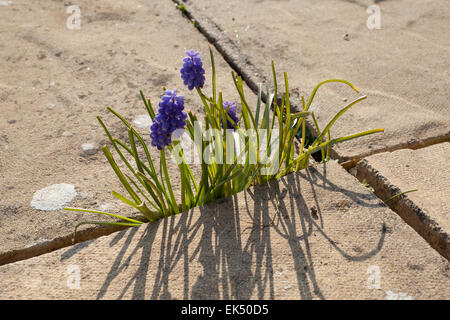 Muscari oder Trauben Hyazinthe Blumen wachsen zwischen Pflastersteine auf einer Terrasse vor einem Haus in Cornwall Stockfoto