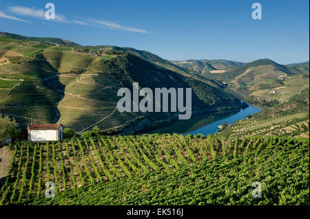 eine kleine Kapelle und rebenbestockten Terrassen zwischen Régua und Pinhao, Douro Tal, Portugal Stockfoto