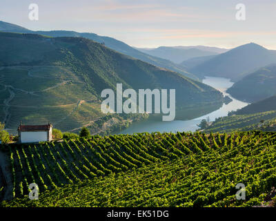 eine kleine Kapelle und rebenbestockten Terrassen zwischen Régua und Pinhao, Douro Tal, Portugal Stockfoto