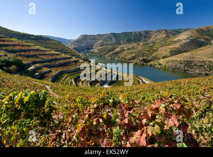 Portugal, das Alto Douro Dourotal Weinberge im Herbst Stockfoto