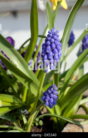 Muscari oder Trauben Hyazinthe Blüten wachsen in einem Container auf eine Wand vor einem Haus in Cornwall. Stockfoto