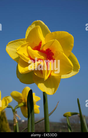 Narzisse Narcissus Crowndale 4YO mit ihren leuchtenden gelben doppelte Blüten mit leuchtend orange Corona Segmenten Stockfoto