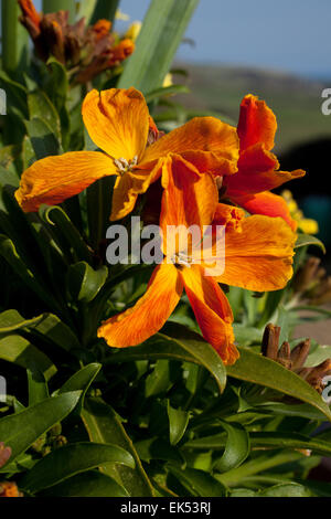 Zwerg Orange Mauerblümchen (Wegrauke) in einem steinernen Behälter an einer Wand in Cornwall an einem Frühlingstag. Stockfoto