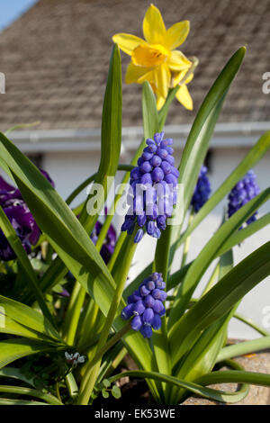 Muscari oder Trauben Hyazinthe Blüten wachsen in einem Container auf eine Wand vor einem Haus in Cornwall. Stockfoto