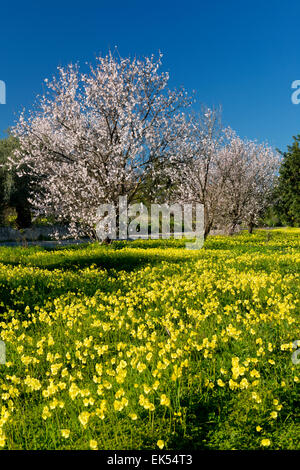 Mandelblüte und Wildblumen im Frühjahr an der Algarve, Portugal Stockfoto