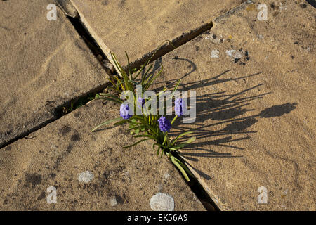 Muscari oder Trauben Hyazinthe Blumen wachsen zwischen Pflastersteine auf einer Terrasse vor einem Haus in Cornwall Stockfoto