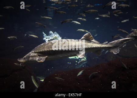 Großen Atlantischen Stör schwimmt im tiefblauen Salzwasser mit anderen Fischen Nahaufnahme Foto mit flachen DOF Stockfoto