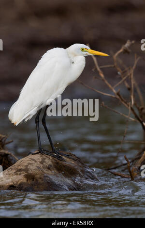 Fortgeschrittene Egret, Santiago, Kapverden (Egretta Intermedia) Stockfoto