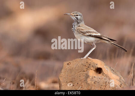 Größere Wiedehopf-Lerche (Alaemon Alaudipes) Stockfoto
