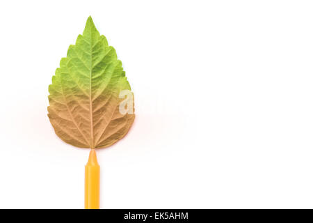 Kerze mit grünen Blatt, brennen Konzept isoliert auf weiss Stockfoto