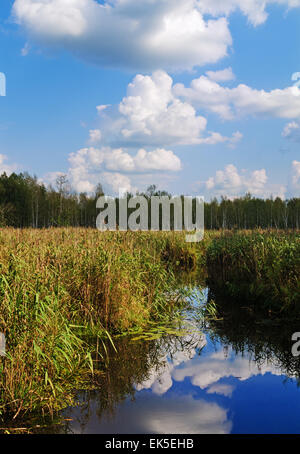 Wald, Fluss und Wasser Lilyes. Stockfoto